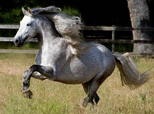 ANDALUZIAN